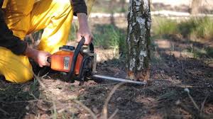 Best Tree Disease Treatment  in Oakland, PA