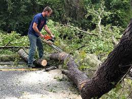 Best Tree Mulching  in Oakland, PA