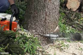 Trusted Oakland, PA Tree Care Experts