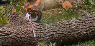 Best Grass Overseeding  in Oakland, PA