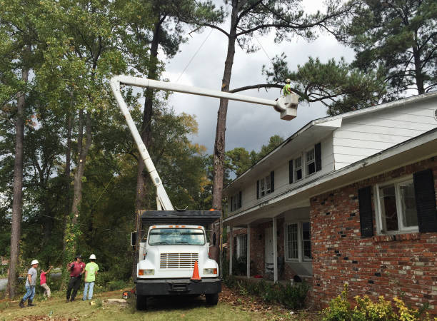 Best Tree Maintenance Programs  in Oakland, PA