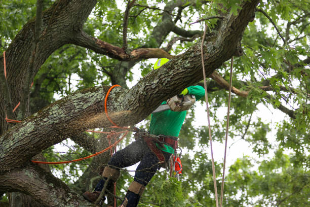 How Our Tree Care Process Works  in  Oakland, PA