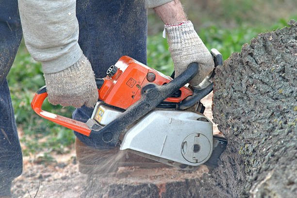 Best Hazardous Tree Removal  in Oakland, PA