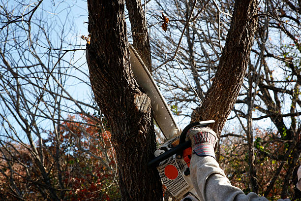 Best Commercial Tree Services  in Oakland, PA