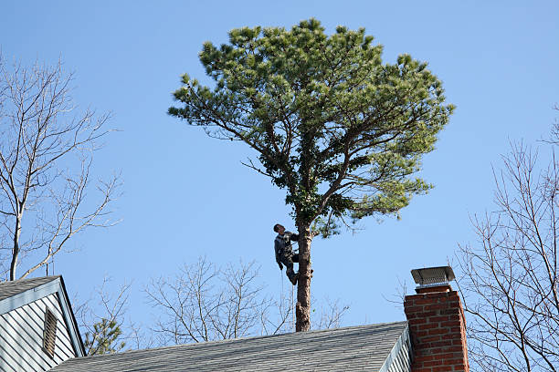 Best Tree Risk Assessment  in Oakland, PA