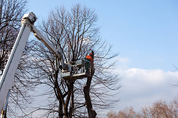 Best Tree Preservation Services  in Oakland, PA