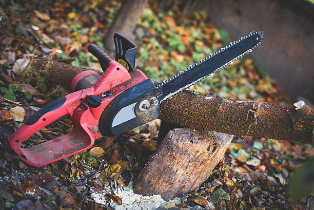 Best Firewood Processing and Delivery  in Oakland, PA